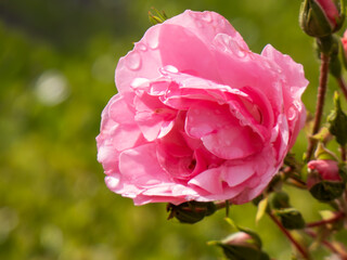 pink rose in garden