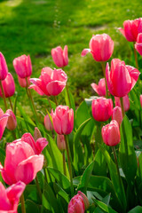 Background of many bright pink tulips. Floral background from a carpet of bright pink tulips.