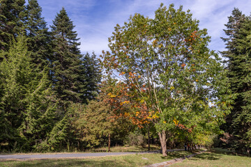 Atatürk Arboretum is a magnificent park where nature shows itself in all its colours