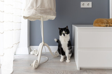 A black and white cat sits near a bedside table and a floor lamp in the room