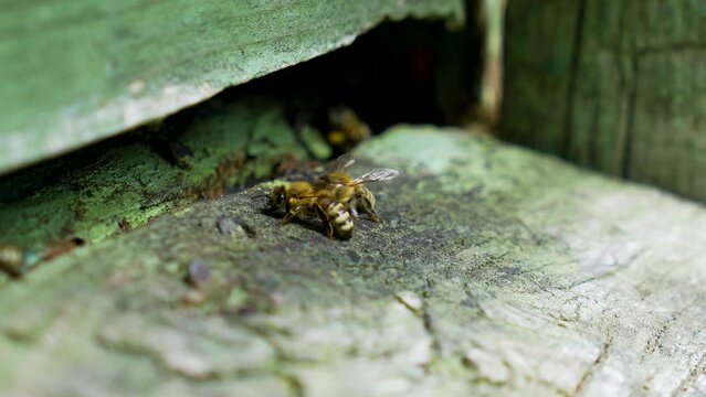 Bees fly into an old hive