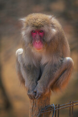 Japanese Macque
