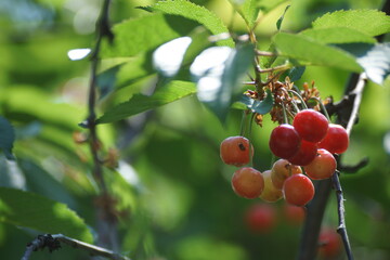 Cherry plum 