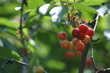 red berries on a branch