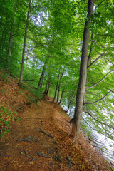 forest trail in natural park of vihorlat mountains, slovakia. beautiful summer nature background