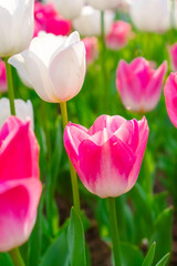 Background of many bright pink tulips. Floral background from a carpet of bright pink tulips.