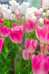 Background of many bright pink tulips. Floral background from a carpet of bright pink tulips.