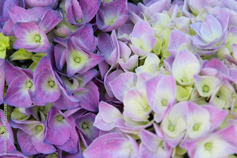 Wall mural blue and purple hydrangea flowers close up, blooming beautiful hydrangea flowers with leaves