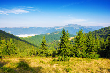spruce forest on the grassy meadow. green summer landscape in carpathian mountains. sunny weather with clouds above the distant svydovets ridge