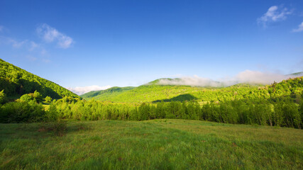 grassy field in carpathian countryside landscape in morning light. beautiful nature scenery with forested hills in summer. clouds on the sky above the distant mountain