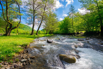 small mountain river flows through carpathian valley. beautiful nature landscape of ukraine in morning light. trees on the grassy shore. pasture in the distance. warm sunny weather in early summer