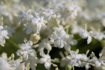 Close-up of small white elderflowers. The flowers are covered with tiny dewdrops. The flowers grow in spring.