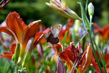 The meadow brown (Maniola jurtina) butterflies. Butterflies couple. Mating pair of Maniola jurtina sitting on the red daylily, (day lily or ditch-lily) flowering plant in the genus Hemerocallis