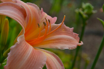 A daylily, day lily or ditch-lily is a flowering plant in the genus Hemerocallis. Flower closeup