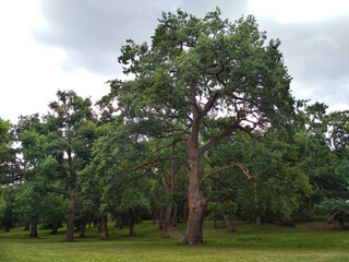 pine trees in the park