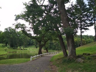 trees in the historic park by a lake