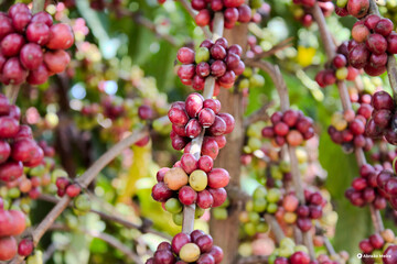 Café Robusta Amazônico Amazon Robusta Coffee
