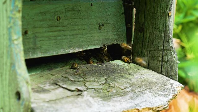 Bees flying around an old green hive