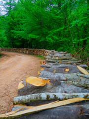 golderesi waterfall and forestroad are so beautifull in spring., 