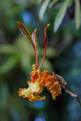A yellow-orange, wild orchid flower creates an abstract view growing on a long stem, with green leaves in the background.