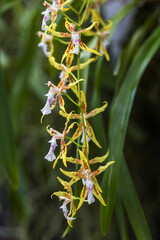 Yellow, wild orchid flowers growing on a long stem, green leaves in the background.