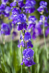 Purple iris flowers growing in the garden, in the background a beautiful purple bokeh forming more iris flowers.