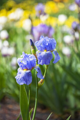 light blue iris flowers growing in the garden, in the background a beautiful colorful bokeh forming more iris flowers.
