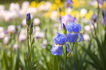Blue Iris - a beautiful blooming iris flower on a blue background