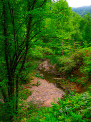 Obraz premium golderesi waterfall and forestroad are so beautifull in spring., 
