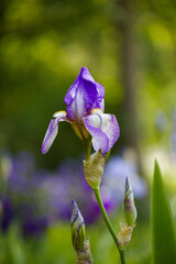 Purple iris flowers growing in the garden, beautiful bokeh in the background