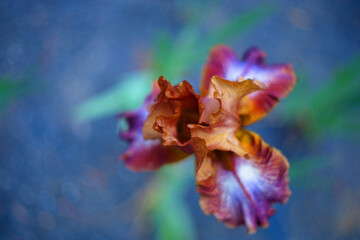 Iris - a beautiful blooming iris flower on a blue background