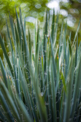 Agave - long, slender, green, agave leaves growing in the garden. Small shoots grow from the edges of the leaves.