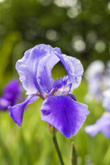 Purple iris flowers growing in the garden, beautiful bokeh in the background
