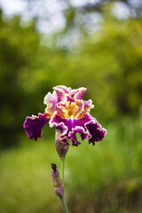 Iris - a beautiful blooming iris flower on a blue background