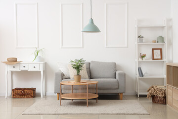 Stylish interior of living room with grey sofa and houseplant on table