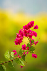 Intense Pink Flower with Green Background, Dawn Lights