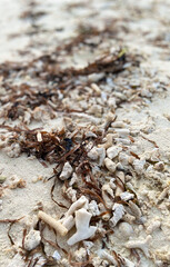 Detail of the Maldivian beaches in the Indian Ocean, small pieces of coral and seaweed.