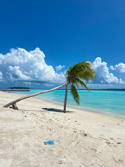 Deserted beach with a crooked palm tree reaching the seashore, in the foreground a blue sandal,...