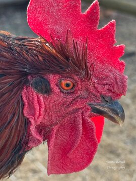 Gonzo the Rooster