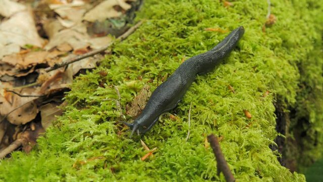A large black slug Arion ater crawls on a tree covered with green moss. Also known as Black Arion
