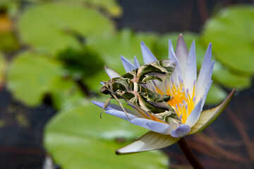 Obraz premium Butterfly Daphnis nerii on water-lily. Moth-Guard Month wraps up Oleander Hawk-moth on nature background. The Tropical blossom pattern, tropical flowers background.