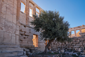 Details of the Erechtheion or Temple of Athena Polias and the Olive Tree in Acropolis of Athens, Greece