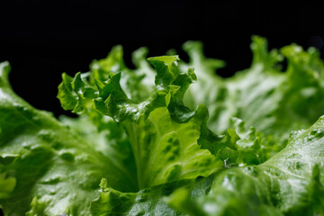 Close up of fresh green salad leaves on black for creating a beautiful background.