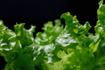 Close up of fresh green salad leaves on black for creating a beautiful background.