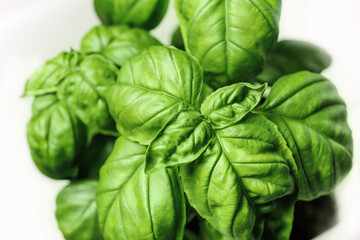 Fresh basil on white background.