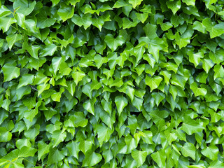 green leaves background, fresh green leaves texture background		
