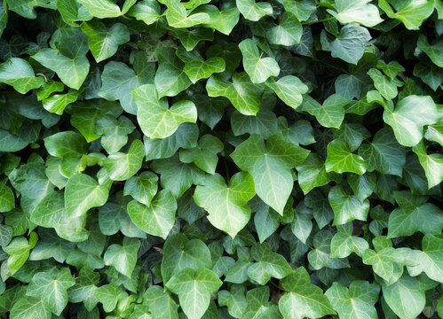 ivy background, green leaves texture 