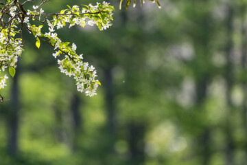 グリーン背景のズミの花