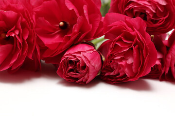 白背景の赤いラナンキュラスの花束