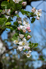 Blooming buds on an apple tree